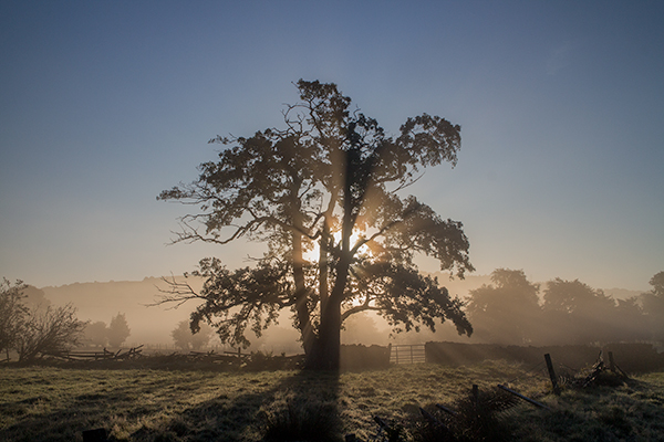 Aire Valley Tree - Digital Photo and Canvas